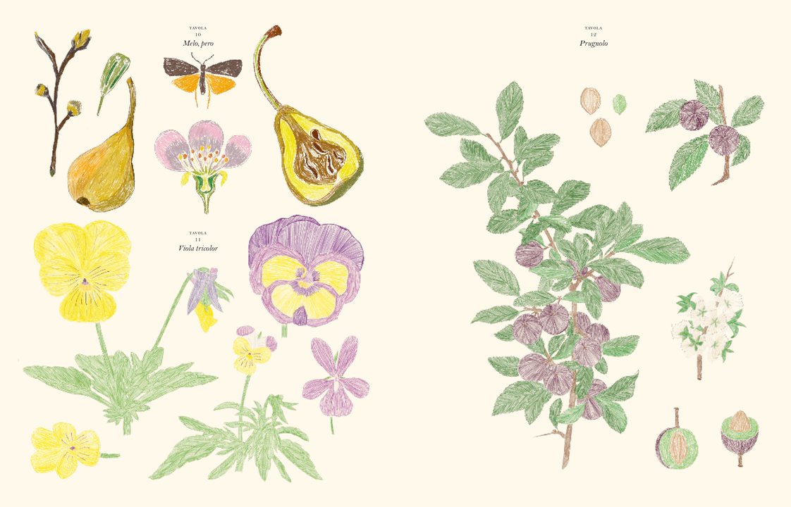 IL GIARDINO ADESIVI E TAVOLE DA COLORARE DI Zoé De Las Cases ed. Ippocampo